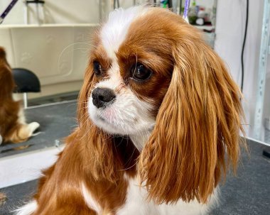 Beyaz ve kahverengi bir Cavalier King Charles Spaniel 'in banyo yaptıktan sonra tımar masasında oturması ve aynaya sürtünmesi. Uzayı kopyala Bakım salonu