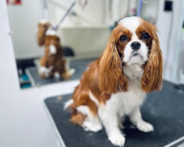 Beyaz ve kahverengi bir Cavalier Kral Charles Spaniel banyo yaptıktan sonra bir bakım masasında oturur ve aynaya sürtünür. Uzayı kopyala Bakım salonu