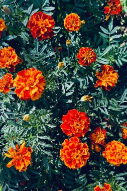 Canlı turuncu ve kırmızı kadife çiçekleri, yemyeşil yapraklarla çevrili, güneş ışığında çiçek açıyor. Parlak yaz bahçesi sahnesi zengin renkler, doku ve doğal çiçek güzelliği sergiliyor..