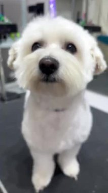 Saç tıraşından sonra kuaförde bir Maltalı süs köpeği. Sevimli hayvan..