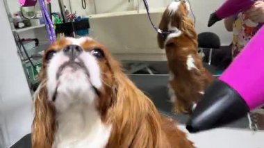 Bir Cavalier Charles King Spaniel banyodan ve fırçadan sonra kuaförde kurutuluyor. Sevimli bir hayvan..