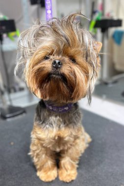 Yorkshire Teriyeri 'nin yakın plan bir kuaför masasında otururken banyo ve saç kesiminden önce aynaya karşı. Sevimli hayvan..