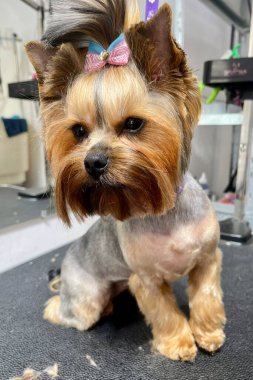 Saçında at kuyruğu olan bir Yorkshire Teriyeri 'nin yakın çekimi saç kesimi ve banyo sonrası aynaya karşı kuaför masasında oturuyor. Sevimli hayvan..