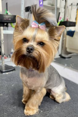 Bir Yorkshire Teriyeri, bir kuaför salonundaki bakım ve banyo masasında oturur.