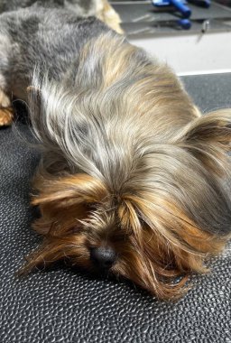 Bir Yorkshire Teriyeri banyo yaptıktan sonra tıraş olmadan önce kuaför salonunda aynaya karşı uzanır. Sevimli hayvan..