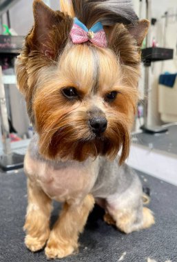 Saçını kestirdikten ve banyo yaptıktan sonra saçında at kuyruğu olan Yorkshire Teriyeri bir kuaför salonunda aynaya karşı oturur.