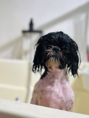 Islak Shih Tzu köpeği yıkama sırasında kuaförde duruyor, sırılsıklam kürkü ve güzel anlamlı bir yüzü var..