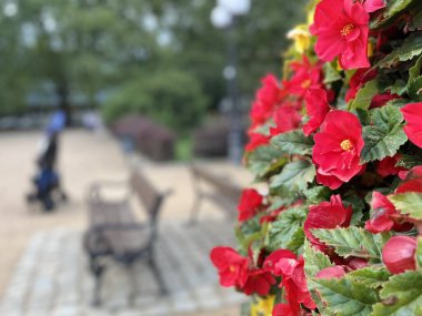 Parlak sarı, kırmızı ve turuncu taç yapraklı renkli bahçe çiçekleri. Bulanık park yolu ve banklar ön plandaki canlı çiçek detaylarını vurguluyor..