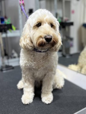 Profesyonel bir kuaförde bakım masasında poz veren bakımlı bir Cockapoo köpeği. Temiz, stil sahibi ve fotoğraf çekimine hazır..