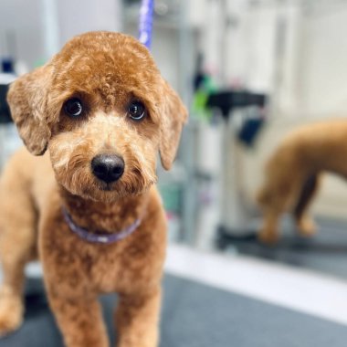 Kahverengi bir Maltipoo Finosu banyo ve saç kesiminden sonra bir bakım masasında duruyor. Bakım salonu. Sevimli hayvan..