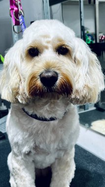 Bakım seansından sonra sevimli Cockapoo, tüylü kulakları, düzgün saç kesimi ve temiz paltosu var. Modern bir evcil hayvan bakım stüdyosunun bakım masasında sakince duruyorum..