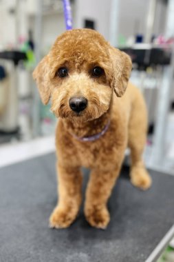 Kahverengi bir Maltipoo Finosu banyo ve saç kesiminden sonra fotokopi alanı olan bir aynanın karşısında duruyor. Bakım salonu. Sevimli hayvan bakışı..