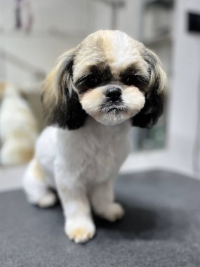 Kısa saçlı, siyah benekli beyaz bir Shih Tzu banyo ve saç kesiminden sonra bir bakım masasında oturur. Uzayı kopyala Bakım salonu. Sevimli hayvan bakışı..