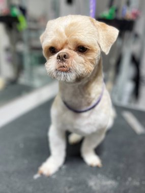 Kısa saçlı, açık bej renkli bir Shih Tzu köpeği, banyo yaptıktan sonra bir bakım masasında oturur ve aynanın arkasında saçını kestirir. Bakım salonu. Sevimli hayvan bakışı..