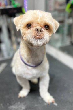 Kısa saçlı, açık bej renkli Shih Tzu köpeği banyodan ve saç kesiminden sonra bir bakım masasına oturur. kopyalama alanı. Bakım salonu. Sevimli hayvan bakışı..