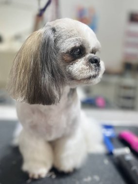 Shih Tzu köpeğini tımar ettikten sonra. Sevimli hayvan..