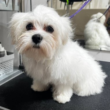 Beyaz bir Maltalı köpek banyo yaptıktan sonra bir bakım masasında oturur ve saç kesiminden önce fön çektirir. Uzayı kopyala Bakım salonu. Sevimli evcil hayvan bakışı. Yavru köpek..
