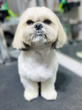 Shih Tzu köpeği profesyonel saç kesiminden sonra bir bakım masasında duruyor. Evcil hayvan salonunda temiz, tüylü, küçük bir cins köpek bakımı ve bakım konsepti..