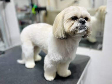 Profesyonel köpek bakımı sonucu Shih Tzu, saç kesimi temiz ve tımar masasında. Temiz kürk, sakin duruş ve evcil hayvan salonu..