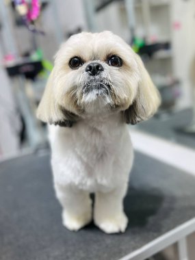 Kısa saç kesimi ve kuaförde stil sahibi Shih Tzu 'ya iyi bakılmış. Hayvan bakımı, hijyen ve profesyonel bakım hizmeti..
