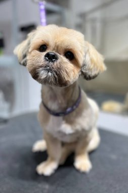 Şirin, bakımlı, tüylü yüzlü ve sakallı küçük bir köpeğin yakın çekimi. Evcil hayvan salonundaki bir tımar masasında otururken kameraya bakan büyük, anlamlı gözler. Hayvan bakımı, tımar hizmetleri ya da köpek çiftliği fotoğrafları için mükemmel..