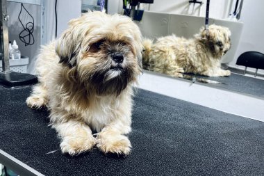 Saç kesiminden önce Shih Tzu köpeği ve kuaförde banyo. Boşluğu kopyala