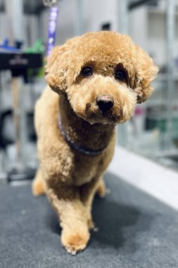 Kuaförlük, banyo, fırçalama ve budamadan sonra kızıl saçlı bir Maltipoo kanişi. Uzayı kopyala Hayvan Hizmetleri.