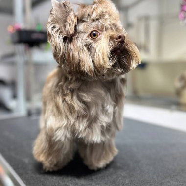 Profesyonel tımardan sonra sevimli Yorkie köpek yavrusu yüzünde ve kulaklarında uzun saçlar olan klasik bir kısa vücut klipsi sergiliyor. Arka planda tımar aletleri olan bir kuaför masasında güvenle dikiliyorum. Veterinerlik, hayvan bakımı veya hayvan bakımı için ideal.