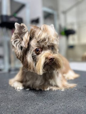Profesyonel bir bakım istasyonunda nefis bir Yorkshire Terrier karışımı. Havalı topuz ve kesilmiş vücutla şık bir saç kesimi sergiliyor. Yumuşak kürk dokusu ve tuhaf ifade onu hayvan modası ve hayvan sağlığı için mükemmel yapar.,