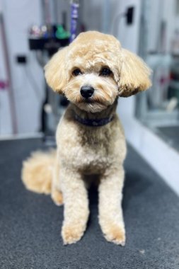 Profesyonel bir kuaförde tımar masasında oturan sevimli bir maltipoo köpeği. Taze saç kesimi, kabarık bir palto ve dilsiz mutlu bir ifade. Bakım sırasında küçük bir köpek..