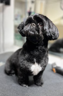Saçını kestirip kuaförde yıkandıktan sonra beyaz göğüslü, siyah bir Shih Tzu köpeğine yaklaş. Uzayı kopyala Arka plan bulanık. Hayvan bakımı..