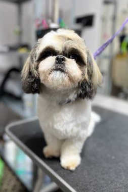 Bir Shih Tzu köpeği, saç tıraşı ve bulanık bir arka planda banyo yaptıktan sonra tımar masasında duruyor. Hayvan hijyeni. Kısa köpek ağızlık budama biçimi.