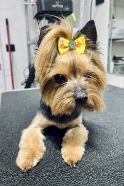 Şirin pofuduk tüylü Yorkshire Teriyeri ya da klasik uzun sakallı ve budanmış vücutlu tasmalı profesyonel bir tımar ortamında merakla yukarıya bakıyor. Hayvan sağlığı, evcil hayvan modası veya veteriner teması için ideal..