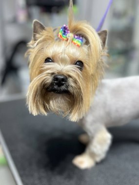 Yorkshire Terrier köpeğinin yüzü, bulanık bir arka planda renkli bir fiyonkla tımarlandıktan sonra yakın plan.