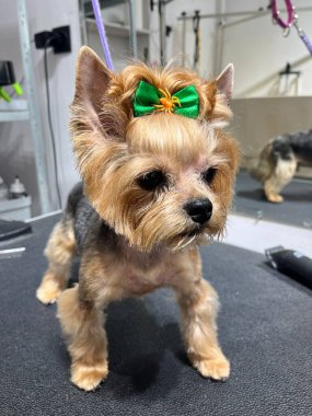 Bir Yorkshire Terrier köpeği, yeşil kurdeleli ve turuncu örümcekli saç kesimi ve banyo masasında duruyor. Hayvan hijyeni.