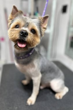 Yorkshire Teriyeri, saçını kestirdikten ve banyo yaptıktan sonra saçını atkuyruğu ile bir kuaförde aynaya karşı otururken. Sevimli hayvan..