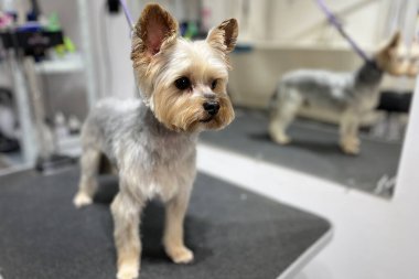 tapılası Yorkshire Teriyeri, profesyonel bir evcil hayvan salonunda, tımar masasında duruyor. Küçük köpeğin düzgün budanmış bir gövdesi, kabarık bir kafası ve kulakları var, kameraya dikkatlice bakıyor. Hayvan bakımı için mükemmel.