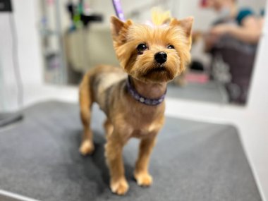 Saç kesimi ve banyo sonrası pembe kurdeleli bir Yorkshire Terrier köpeği bulanık bir arka planda tımar masasında duruyor. Hayvan hijyeni. Kısa köpek ağızlık süsleme biçimi.