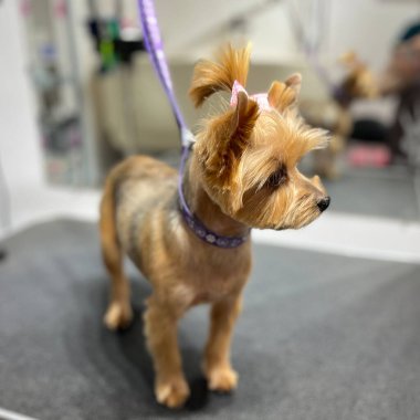 Yorkshire Terrier köpeği, saç kesimi ve banyo sonrası pembe kurdeleyle tımarlandıktan sonra aynaya karşı bir tımar masasında duruyor. Hayvan hijyeni. Kısa köpek ağızlık süsleme biçimi.