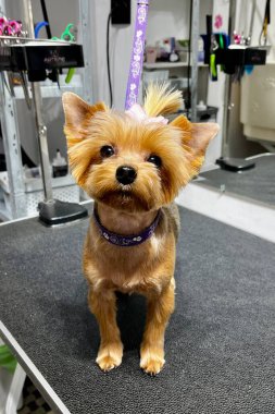 Saç kesimi ve banyo sonrası pembe kurdeleli Yorkshire Terrier köpeği bir bakım masasında duruyor. Hayvan hijyeni. Kısa köpek ağızlığı..