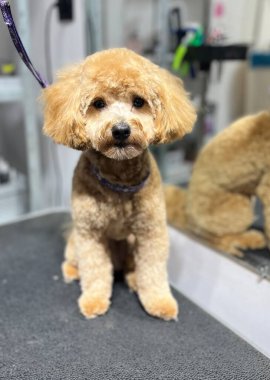 Profesyonel tımardan sonra sevimli bir maltipoo, içerideki bir tımar masasında sakince oturuyor. Temiz, bakımlı kürk ve neşeli ruh hali. Hayvan bakımı ve köpek bakımı hizmetleri..