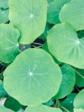 Yuvarlak yapraklı, narin beyaz damarlı, bitkisel arkaplan ya da bitki dokuları için mükemmel yemyeşil bir yaprak.