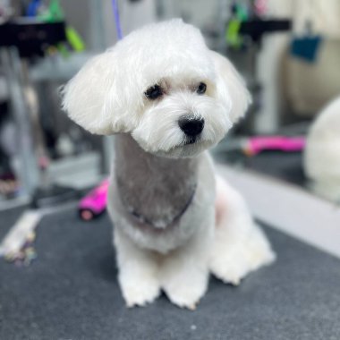 Profesyonel saç kesiminden sonra bir bakım masasında oturan sevimli küçük beyaz köpek. Kabarık bir palto, temiz bir kürk ve modern bir kuaförde sakin bir ifade..