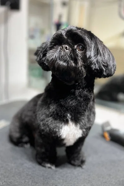 Saçını kestirip kuaförde yıkandıktan sonra beyaz göğüslü, siyah bir Shih Tzu köpeğine yaklaş. Uzayı kopyala Arka plan bulanık. Hayvan bakımı..