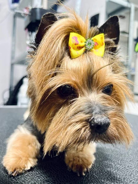 Şirin pofuduk tüylü Yorkshire Teriyeri ya da klasik uzun sakallı ve budanmış vücutlu tasmalı profesyonel bir tımar ortamında merakla yukarıya bakıyor. Hayvan sağlığı, evcil hayvan modası veya veteriner teması için ideal..