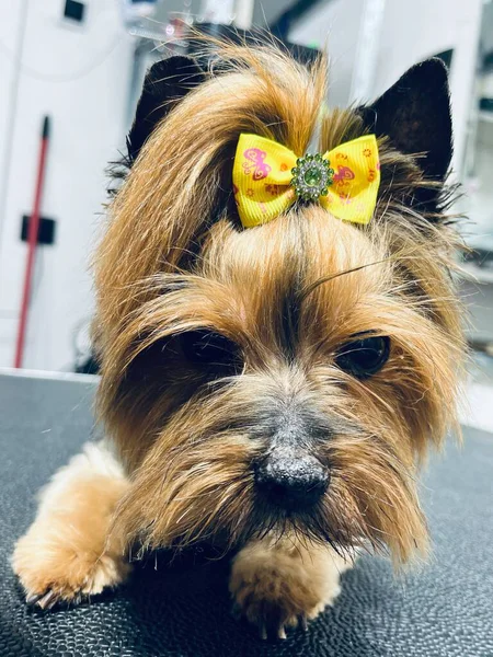 Bulanık bir arka planda sarı bir fiyonk ile tımarlandıktan sonra Yorkshire Terrier köpeğinin yüzünü kapatın.