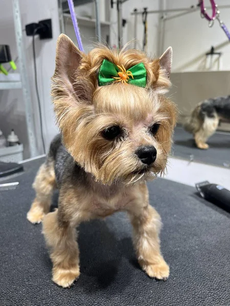 Bir Yorkshire Terrier köpeği, yeşil kurdeleli ve turuncu örümcekli saç kesimi ve banyo masasında duruyor. Hayvan hijyeni.