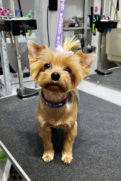 Saç kesimi ve banyo sonrası pembe kurdeleli Yorkshire Terrier köpeği bir bakım masasında duruyor. Hayvan hijyeni. Kısa köpek ağızlığı..