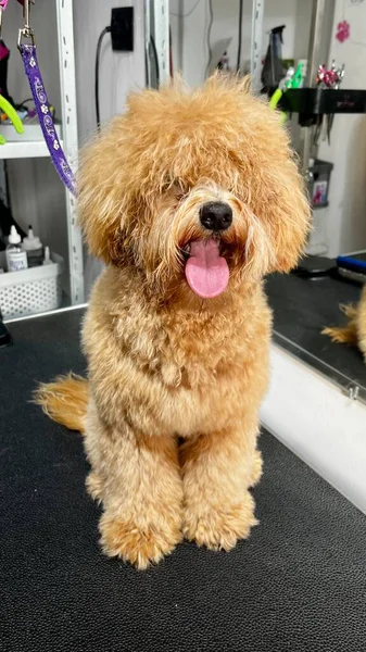 Tüylü bej ceketli mutlu maltipoo köpeği bir bakım seansı sırasında. Evcil hayvan bakımı ve hijyeni temsil eden bir kuaförde çekilmiş şirin bir oyuncak..