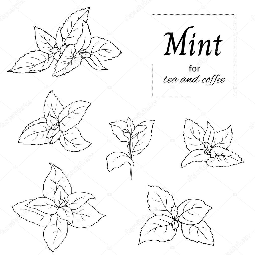 Black and white set of mint leaves on a white background. Vector outline sketch drawn by hand. Botanical illustration.